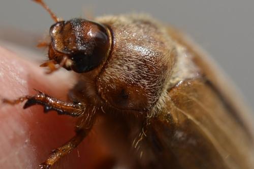 Amphimallon sp.